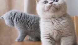  Mooie Britse Korthaar/Scottish Fold Blauw en Lilac kitten tekoop 