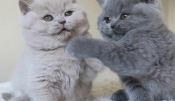  Mooie Britse Korthaar/Scottish Fold Blauw en Lilac kitten tekoop 